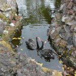 lebede negre in insula Faial