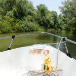 wikiduck in delta
