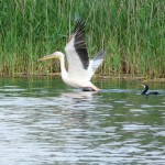 pelican